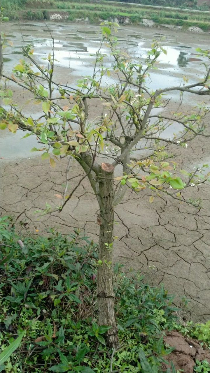 这种嫁接叫双芽嫁接.