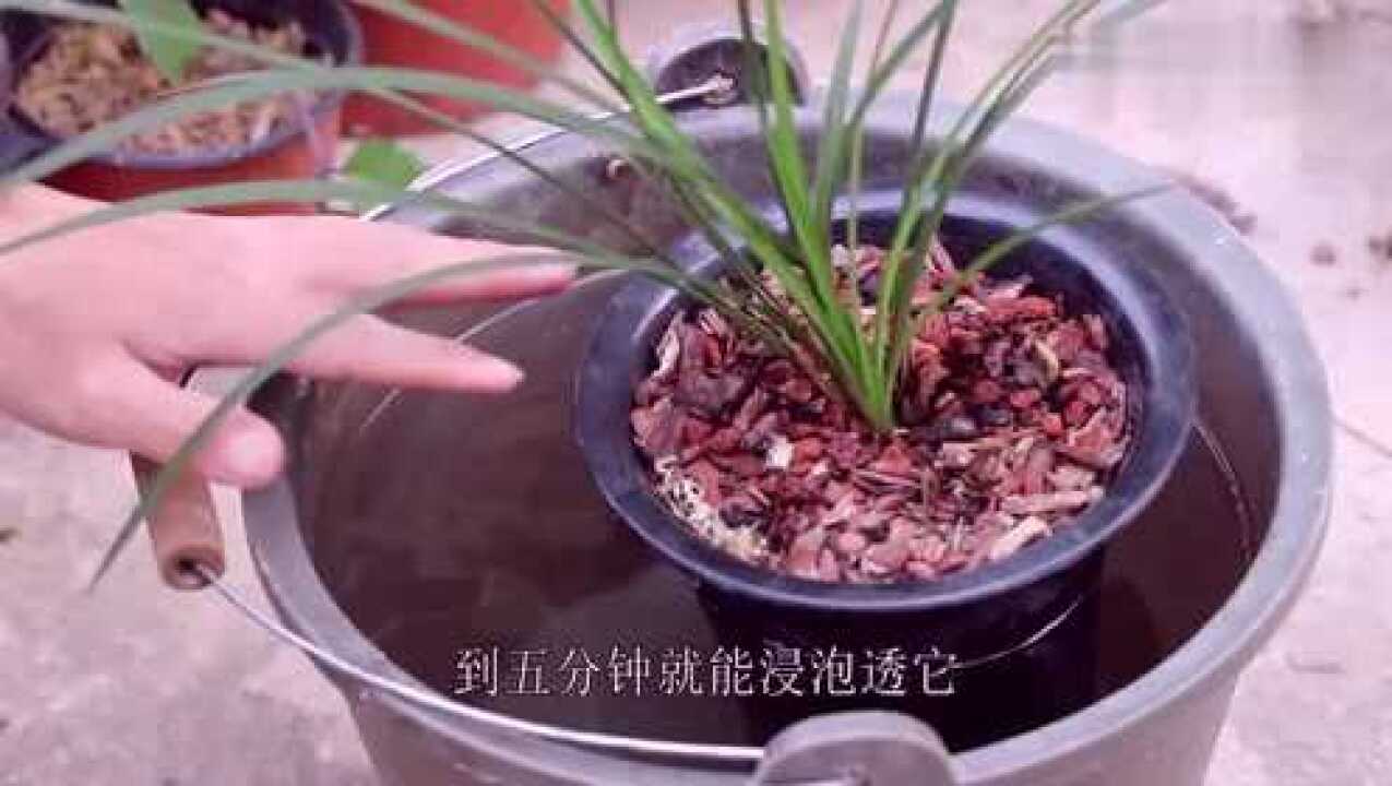 浸盆法浇水兰花,你学会了吗?