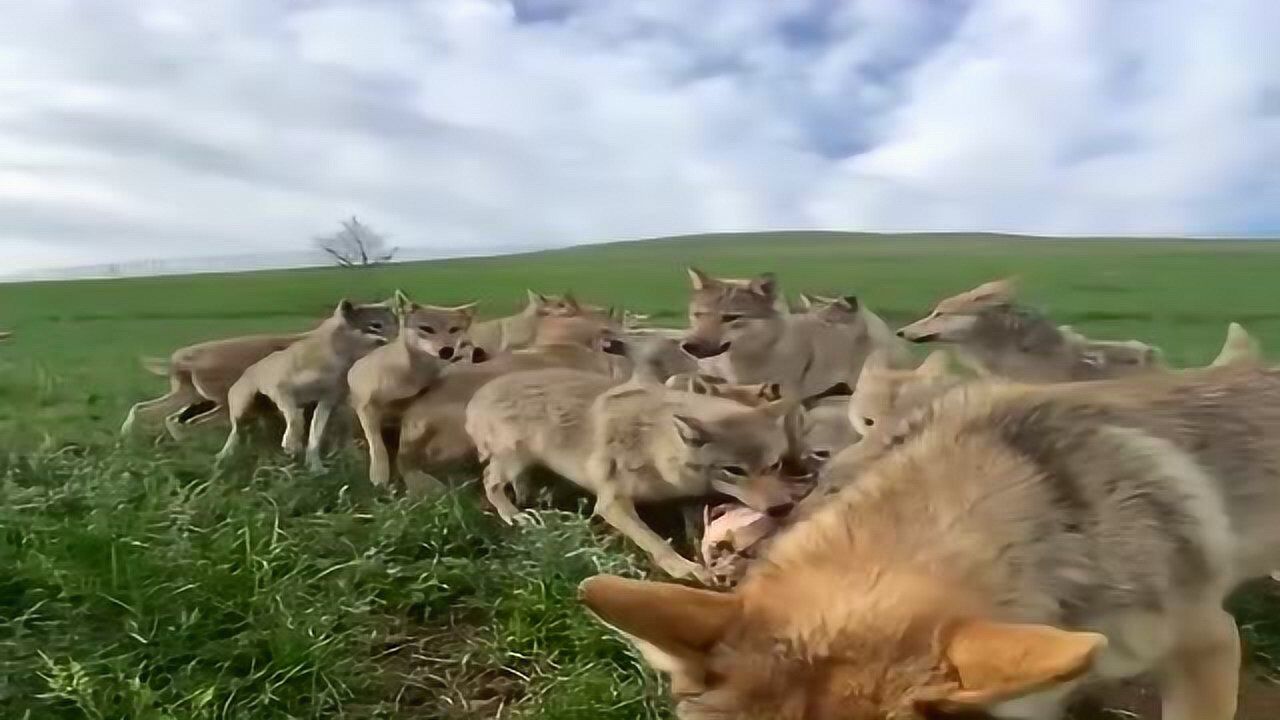 群狼抢肉讲究策略团队合作把肉抢到手善后工作处理的必须到位