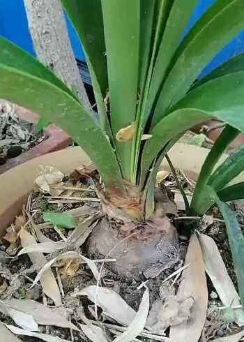 第一次见这种花,看根部像洋葱,看叶子像铁树,到底是啥?