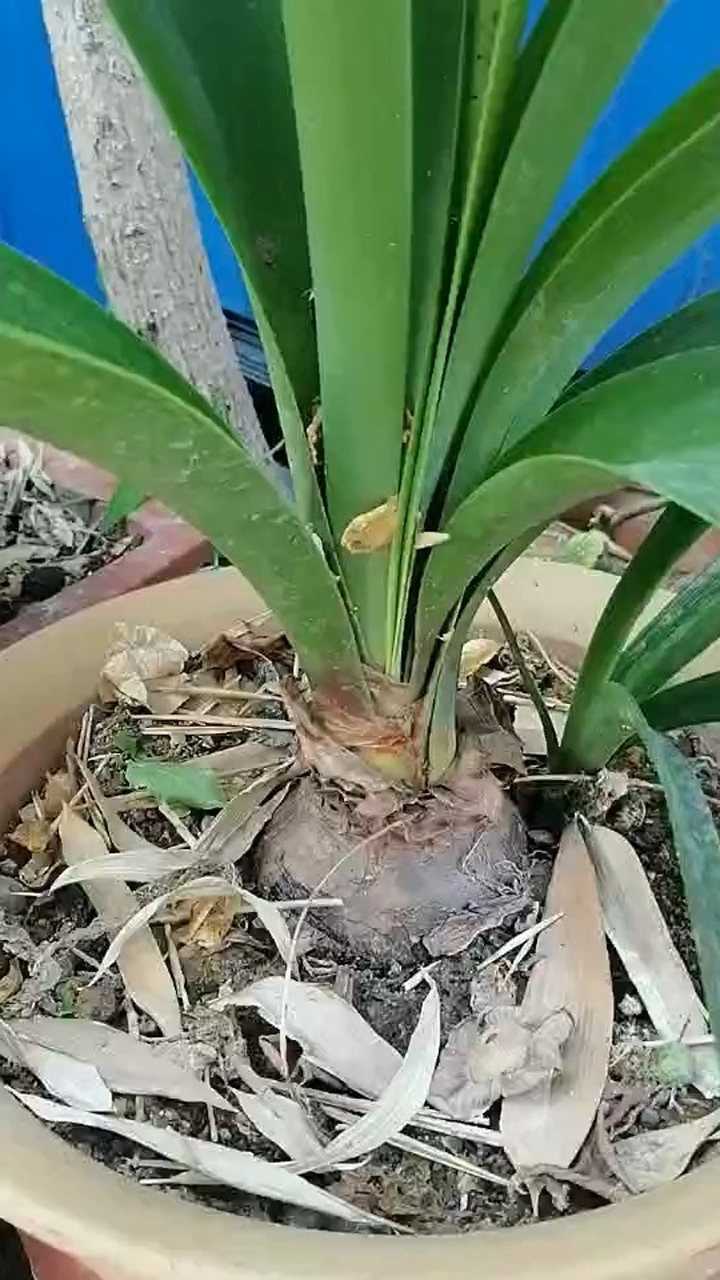 第一次见这种花,看根部像洋葱,看叶子像铁树,到底是啥?