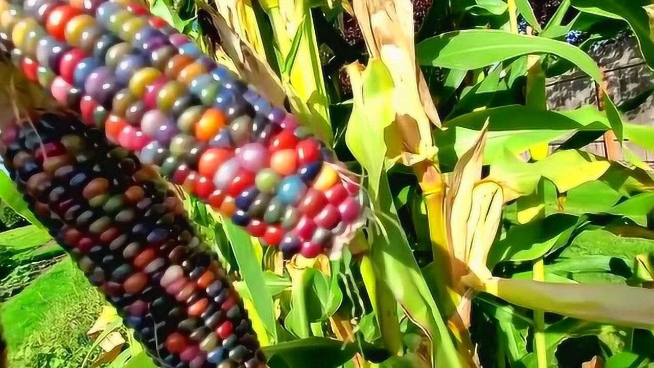 彩虹玉米见过吗?