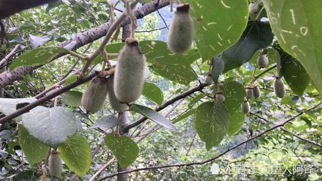 猕猴桃中的极品,野生“毛花猕猴桃”一般人没见过