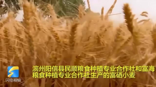 43秒丨滨州阳信发展富硒小麦 助农增产增收