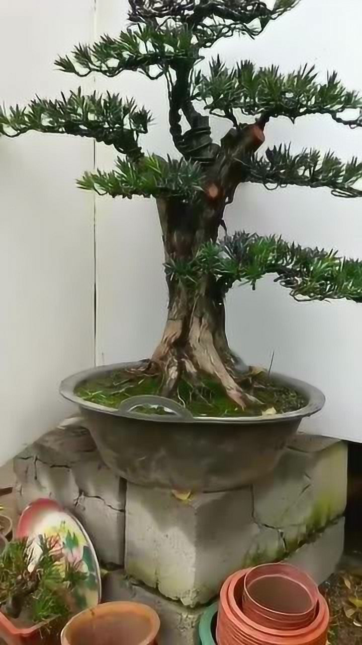 精品罗汉松老桩,外观造型霸气上档次,整体效果非常不错