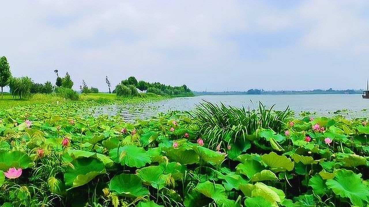 游湖北枝江金湖风景区,感觉大美湿地,城市绿肺