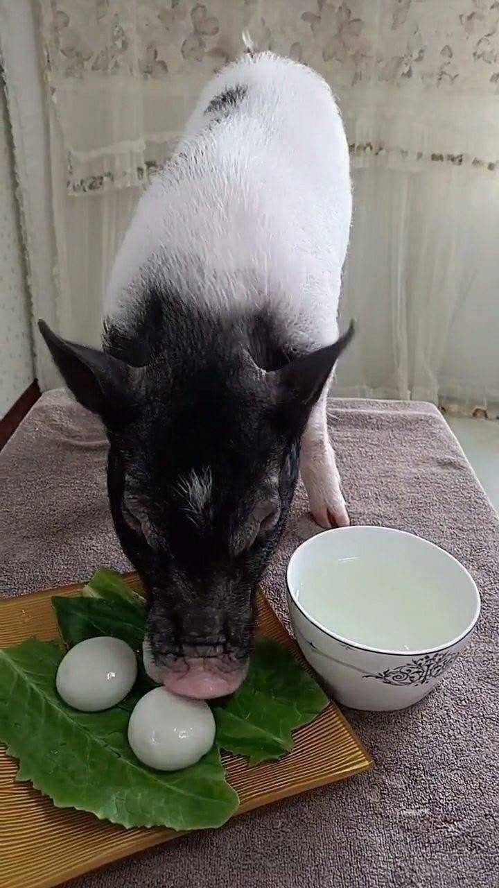 小猪吃饭的样子,真的好可爱!