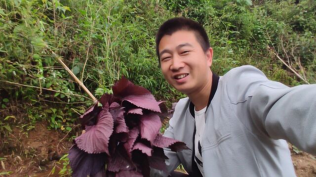 这种紫色的菜,超市买15块钱一斤,农村多到没人要