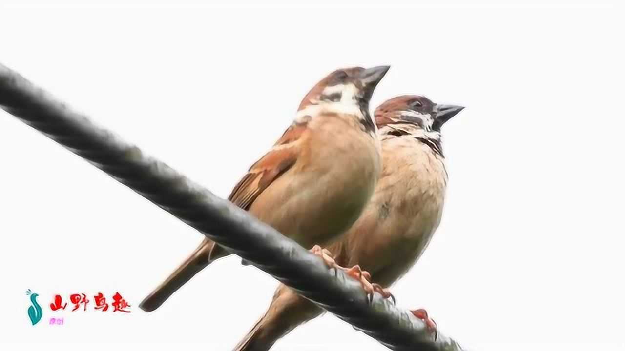 一对麻雀恋爱成功开始幸福生活了麻雀叫声