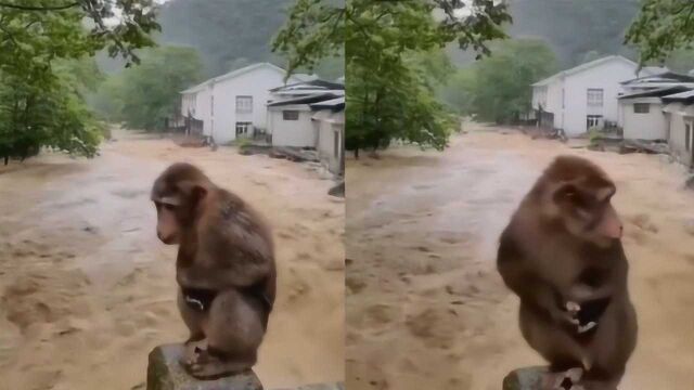 福建武夷山多地遭遇大到暴雨,武夷山景区全面闭园,猴子蹲桥上避险