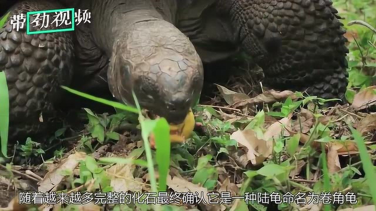 生活了3000万年最巨型陆龟,卷角龟却被人类用300年吃灭绝_高清1080P在线观看平台_腾讯视频