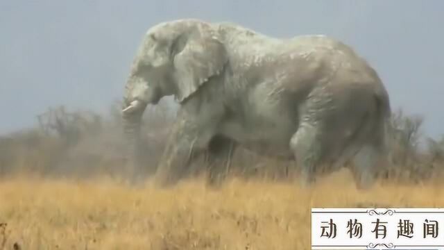 据说这是迄今为此拍摄到的最大一只大象,估计有十几吨重吧