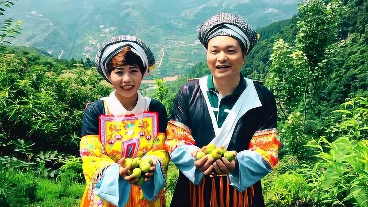 四川叙永:赤水河凤凰李采摘上市