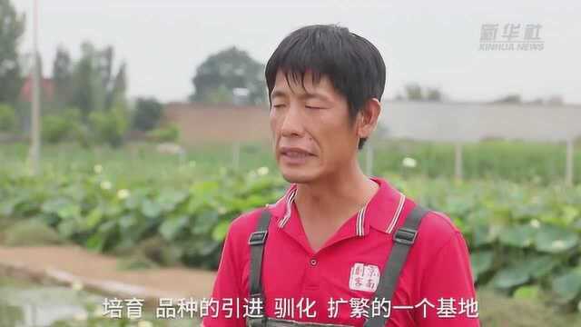 荷花种植专业户陆宁:15年打造“荷花经济”