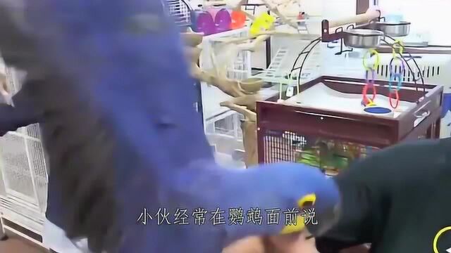 男子捡到一只幼鸟,好几个月后竟会说话,仔细一看原来是它