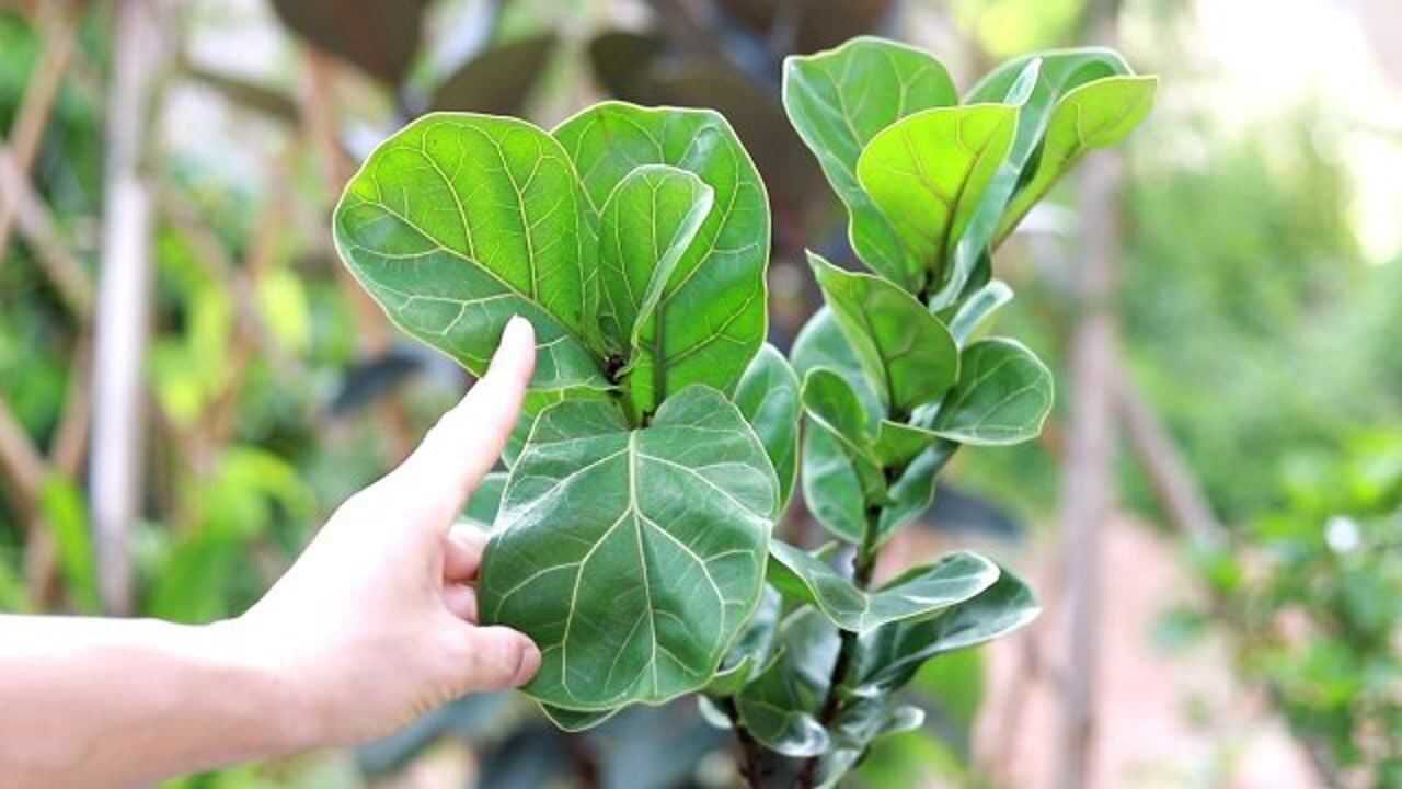 養琴葉榕的人很多,懂配土的卻很少,盆栽黨快學學