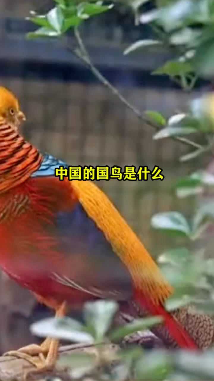 中国的国鸟是什么