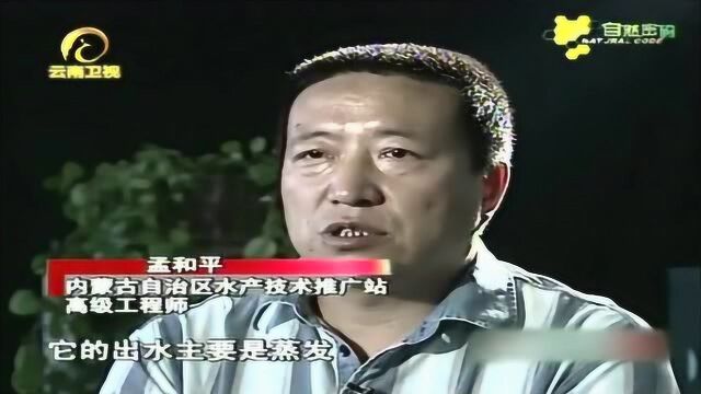 达里诺尔湖迷影,淡水湖中生存的华子鱼,竟然可以在这里生存