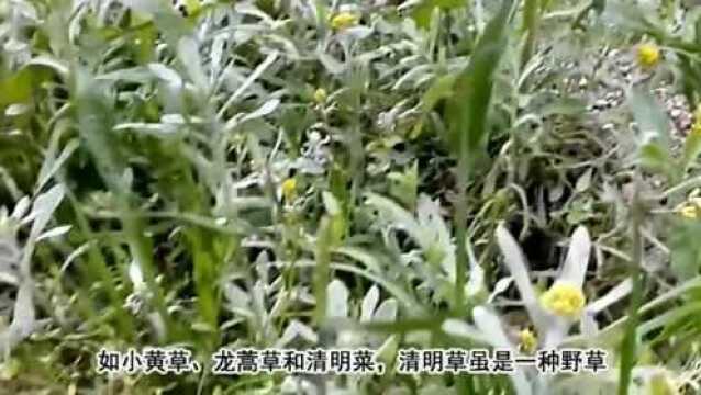 农村的小野草,号称“草中燕窝”,吃起来味道清新