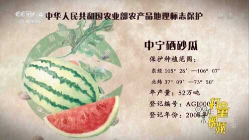 中宁西砂瓜，甜到没朋友|源味中国