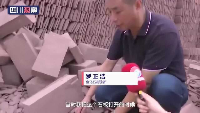 丹棱发现鱼化石 预估距今约一亿年