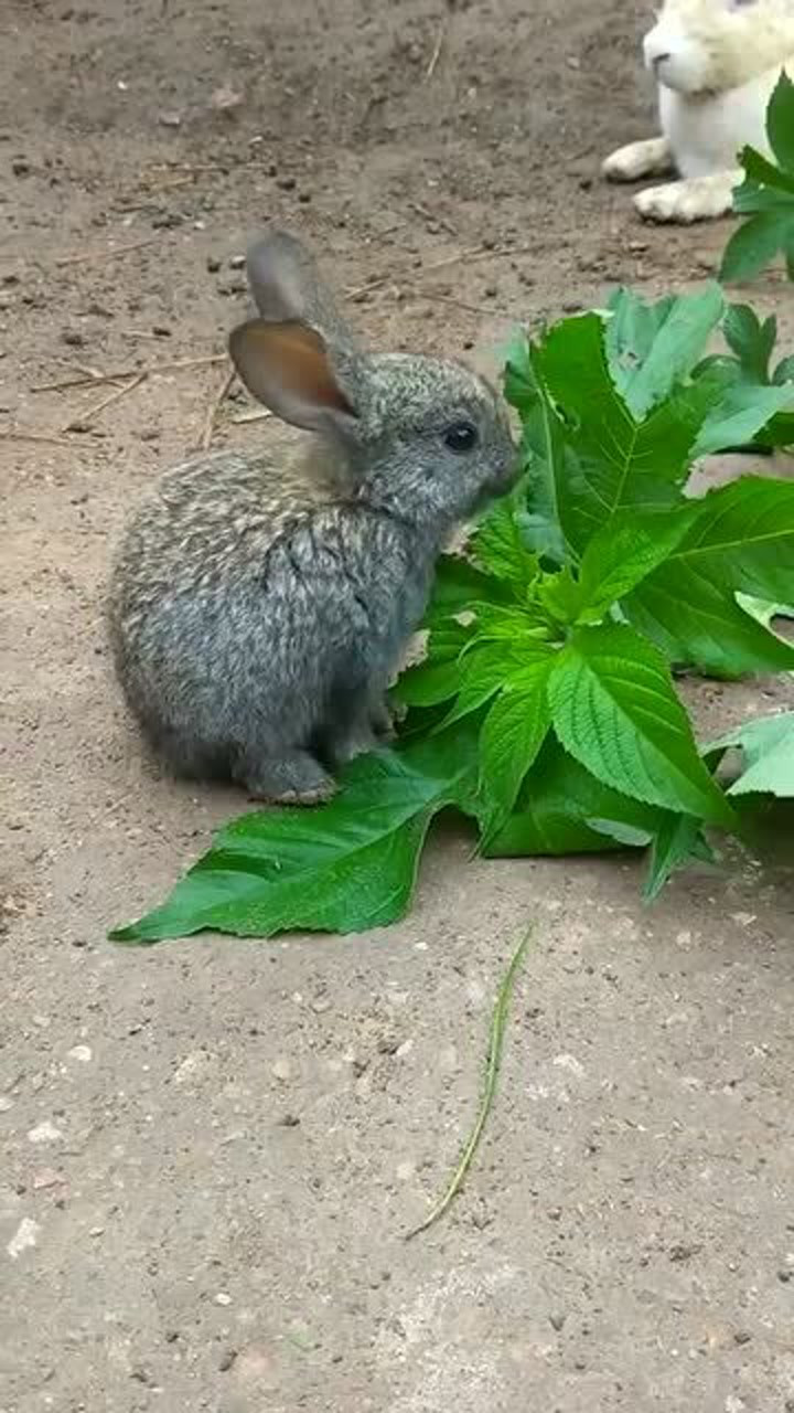 小兔子吃草的样子真是太可爱了,小嘴一动一动的,好喜欢!