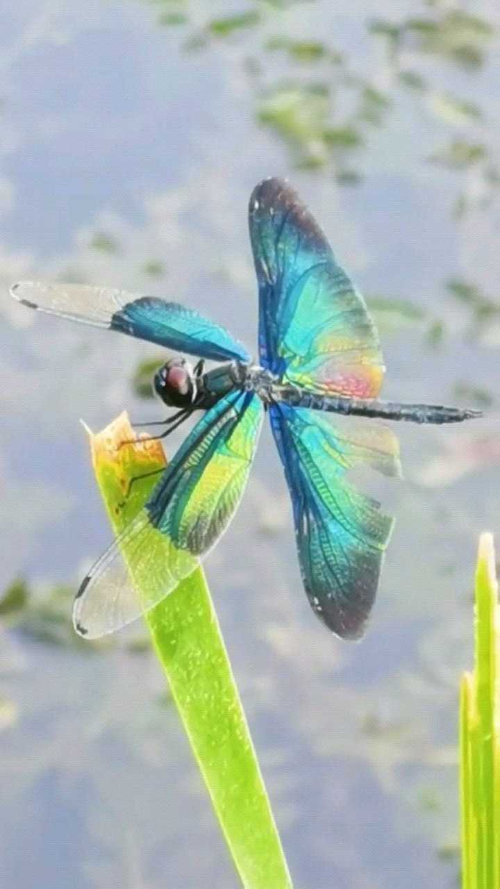 你在哪里见过这,种颜色的蜻蜓?