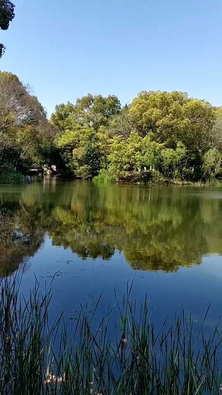 平静的湖面倒映着树叶,这画面太美了