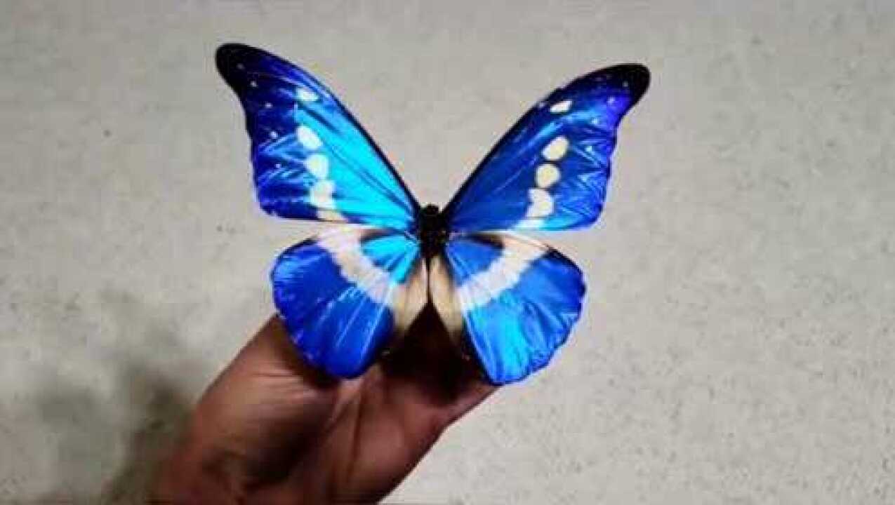 光明女神蝶世界上最贵的蝴蝶仅有四只每只价值四万美元