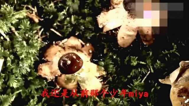 《少年》这首歌曲的魅力就是为无数少年增添了勇气和力量