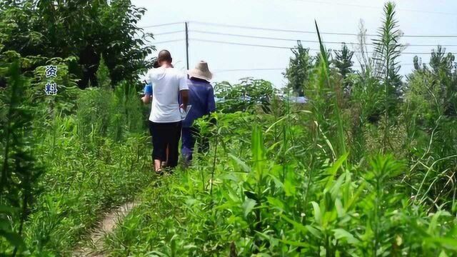 100913元!乡亲的土地流转费有着落了,荒废农田即将复垦