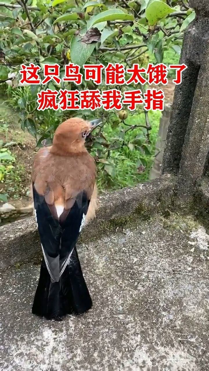 这只鸟可能太饿了疯狂舔我手指