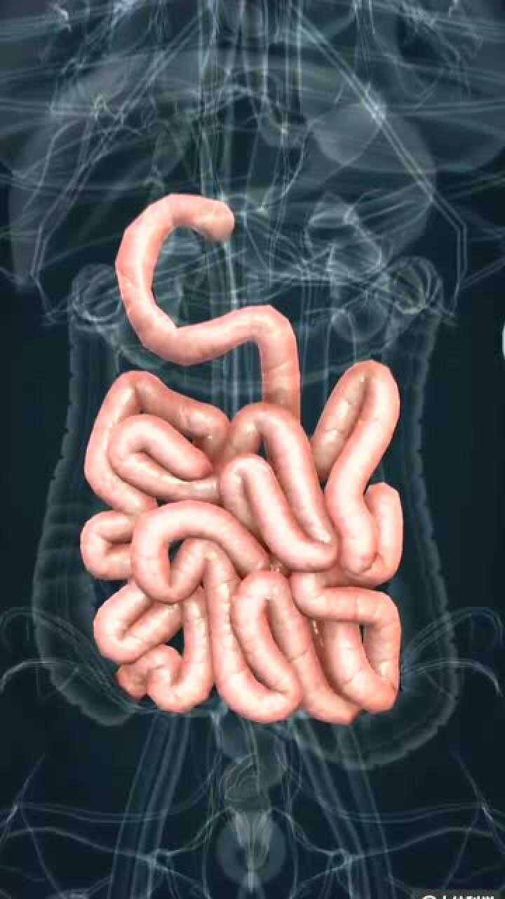 手术台上做肠检,把肠子抽出来放回去不摆好,它也是能自动复位的!