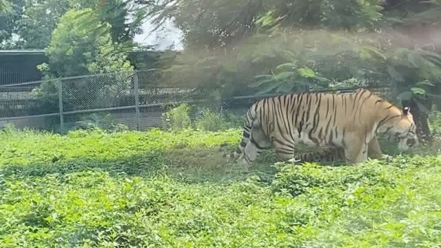 东莞香市动物园,看大象,有国宝