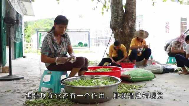 雷公笋长得长长的,像甘蔗一样高挑,有很好的食用价值和药用价值