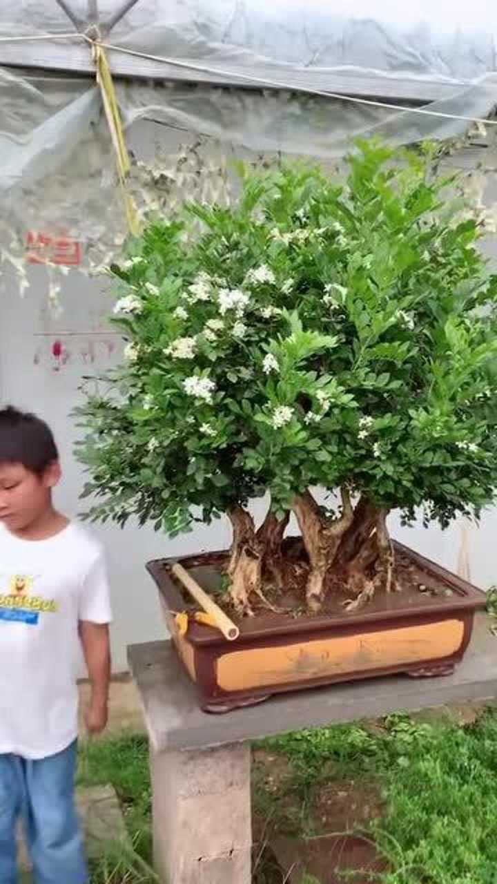 很少见的丛林式九里香盆景