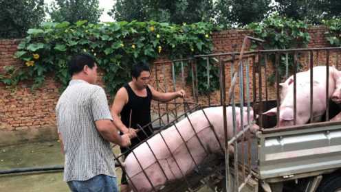 邻居家卖5头大猪，猪贩子边装猪边打嘀咕，这次又后悔了，咋回事