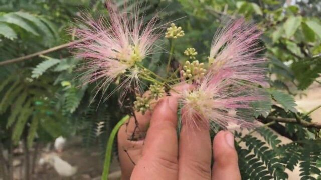 夫妻恩爱树,榕树开花,独木成林,好看还有大作用,来了解下