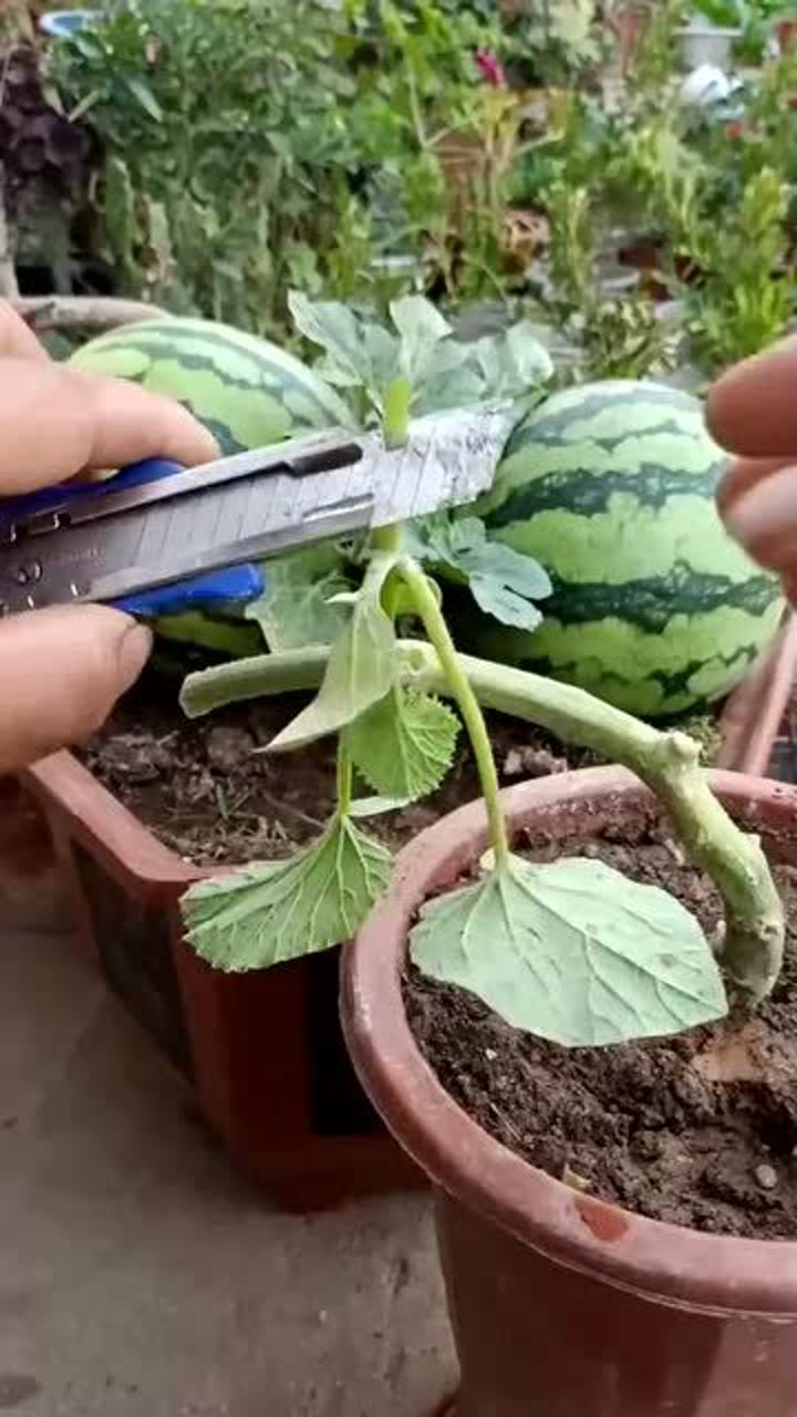 嫁接8424西瓜提高产量和抗病性科学管理一颗能结十个左右