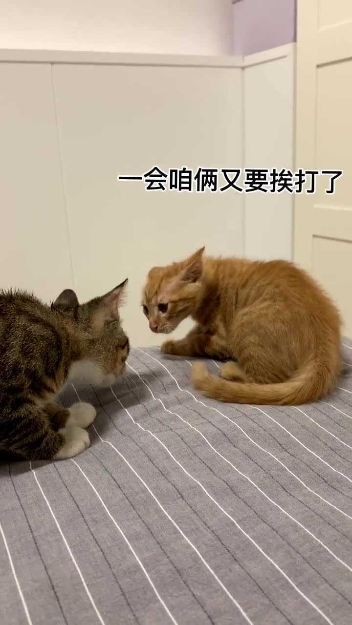 两只小猫打架,每一秒都是表情包,太可爱了!