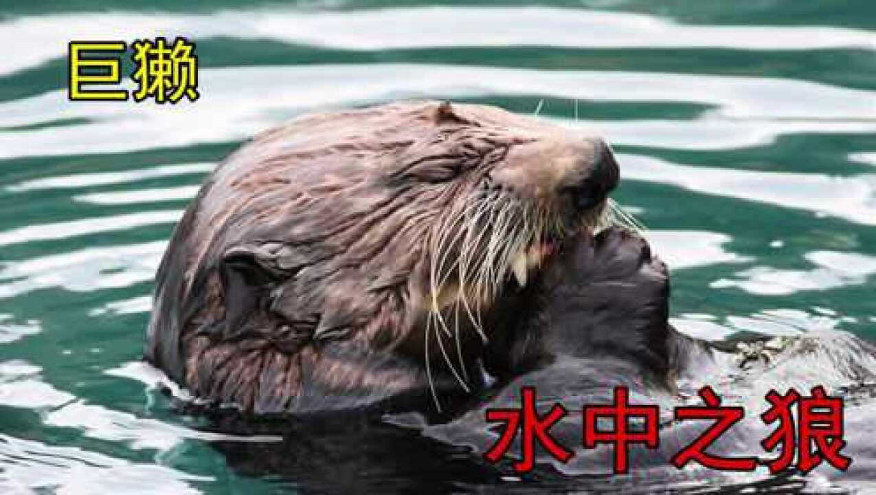 巨獭天敌图片