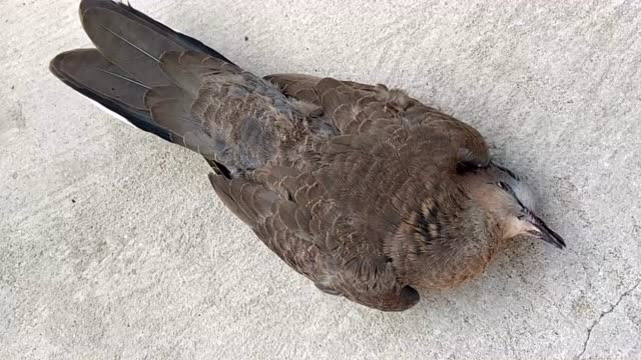 两天没有回家,突然发现后院门口死了一只野鸽子,到底是怎么加事