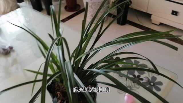 虎斑艺草如何区分?养护有什么秘诀?新林带你探索虎斑艺草的独一无二!