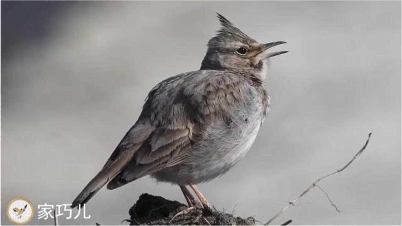 云雀的鸟叫声听起来舒服极了