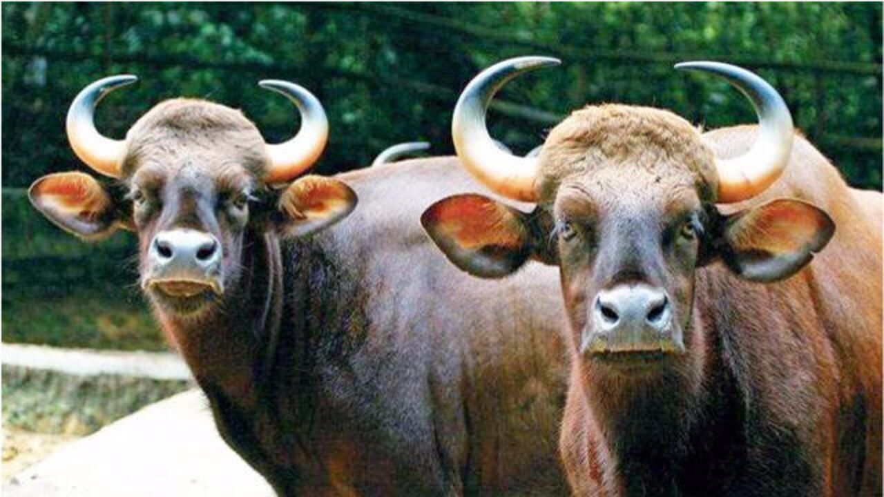 印度有一种野牛是世界最大牛魔王,一般猛兽都不敢偷袭它