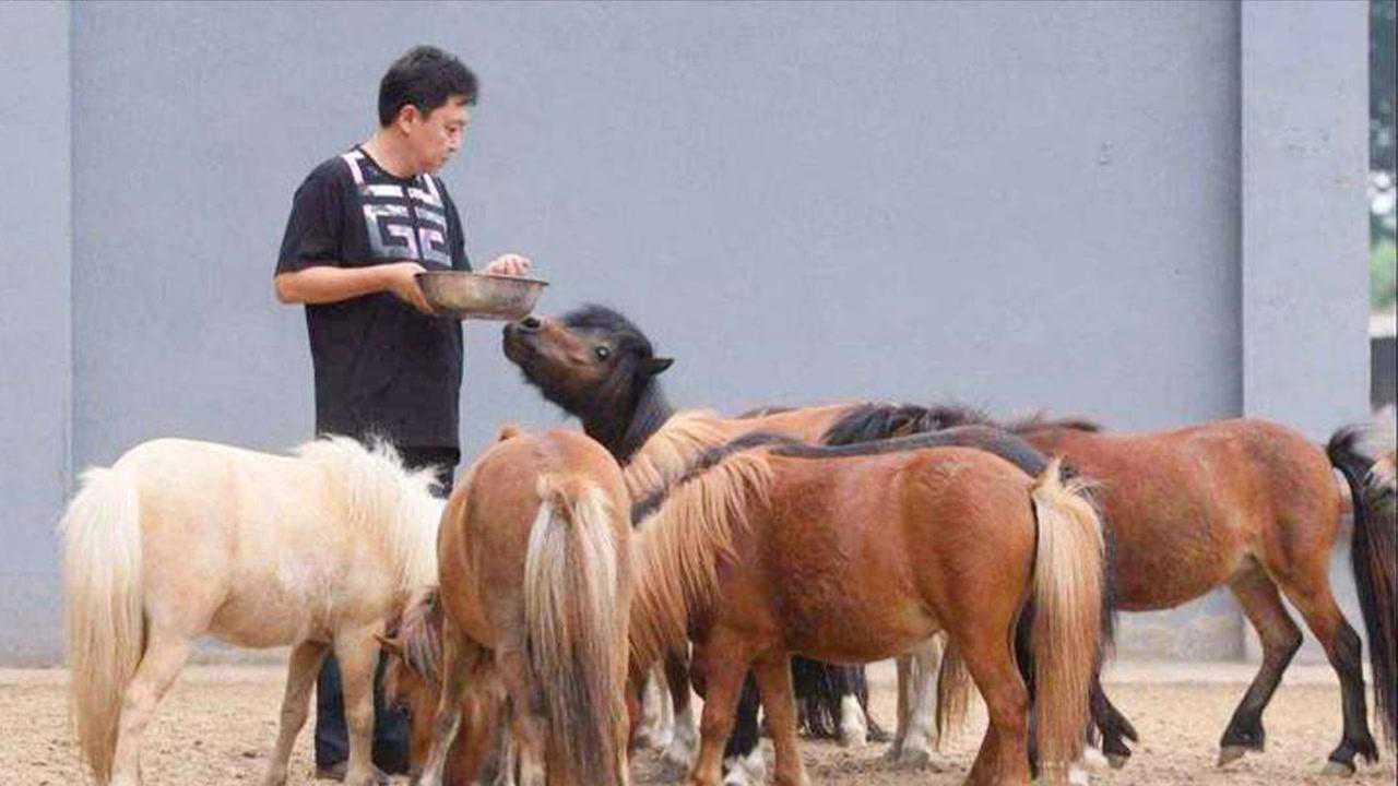 于谦到底多富豪纯正汗血马被说的一文不值拥有60亩私人动物园
