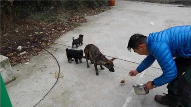 房车露营地来了只缺奶的哺乳期母狗,半盆被猫啃过的鸡腿全喂了狗