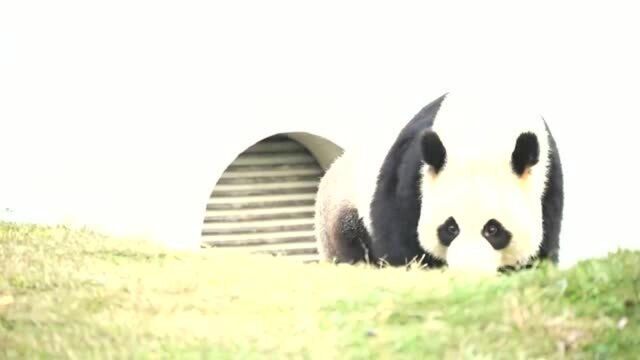 大熊猫苏星铁头帮主顽皮到把自己吓了一跳