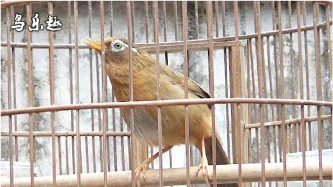 这只画眉鸟看眼睛就相当凶猛!适合做打鸟吗?_腾讯视频