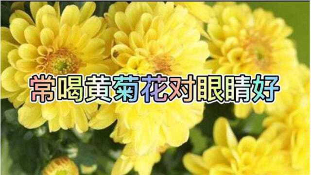 黄菊花泡茶喝效果怎么样呢?怎么泡水喝效果最好?什么人不能喝?